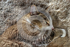 Cat sleeping