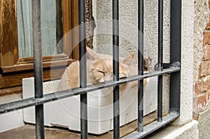 Cat sleeping on barred window ledge