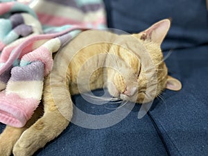 Cat Sleeping in the bed