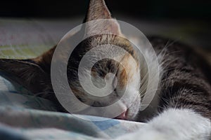 a cat is sleeping on a bed with a blanket that has a blue and white pattern
