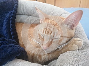 Cat sleeping bed cozzy