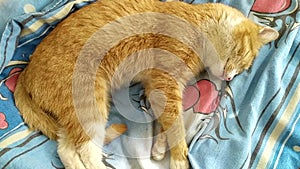 The cat is sleeping on the bed. Ginger tabby kitten lies in the bed of people. Lovely pet in a sleepy state