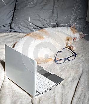 The cat is sleeping on the bed, a laptop and glasses are lying next to him. Humor  concept of overworking