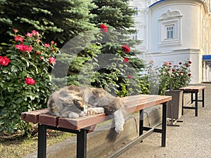 Cat sleeping on a bench in a park