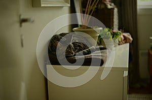 a cat sleeping on a blanket on a cabinet