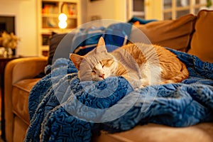 A cat is sleeping on a blue blanket on a couch