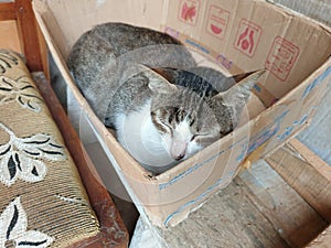 Cat sleeping in the box