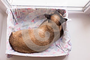 Cat sleeping in box.