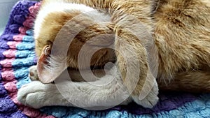 The cat is sleeping and breathing deeply. Ginger cute kitten is sleeping  covering his nose with his paw. The cat covers its