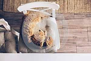 Cat sleeping on a chair