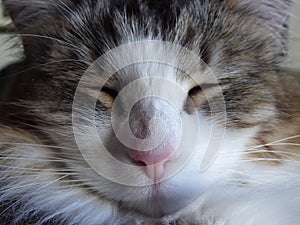 Cat sleeping close-up