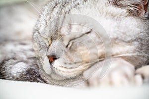 The cat is sleeping. Close-up of the muzzle of a sleeping cat with closed eyes. Against the backdrop of a white blanket