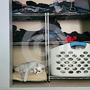 cat sleeping on closet shelf