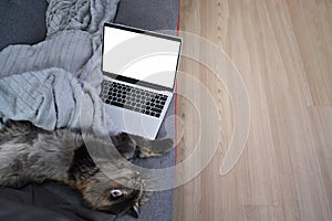 Cat sleeping on comfortable sofa next to a laptop computer.