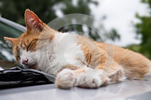 Cat is sleeping comfortably on the warm hood of a car
