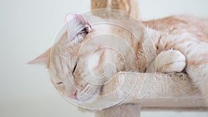 Cat sleeping on the condos. Tabby light brown colored, American short hair half blood.