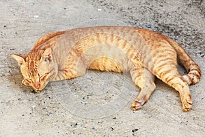 Cat sleeping crouch on the floor.