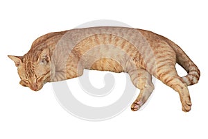 Cat sleeping crouch isolated white background.