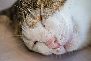 Cat sleeping in cute pose, pets and animals background, sleeping animals, sweet, adorable and funny