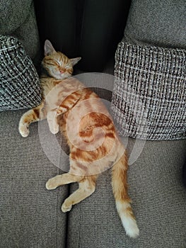 A cat is sleeping cutely