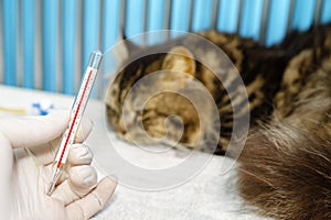 A cat sleeping with fever, was checked temperature with thermometer in small animal hospital or veterinary clinic.