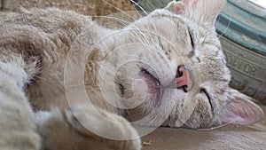 Cat sleeping on floor and closed his eyes