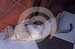 Cat sleeping on the floor near the door