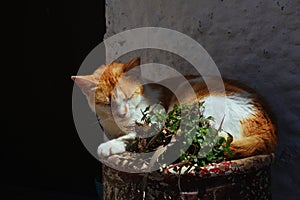 A cat sleeping in a flower pot in the village of Asilah, Morocco.