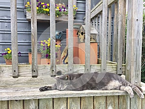 Cat sleeping on a front porch
