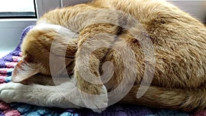 The cat is sleeping. Ginger cute kitten is sleeping  covering his nose with his paw. The cat covers its muzzle while sleeping