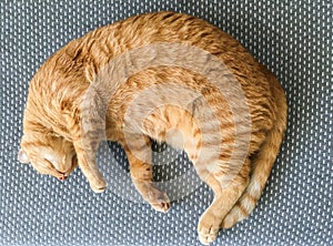 Cat Sleeping on gray mattress.