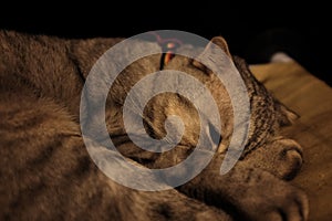 Cat sleeping in a green soft cozy sofa