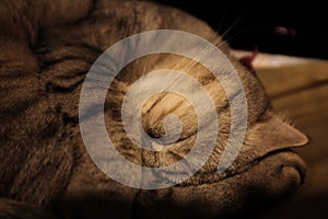 Cat sleeping in a green soft cozy sofa