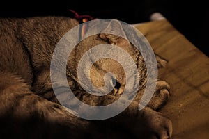 Cat sleeping in a green soft cozy sofa