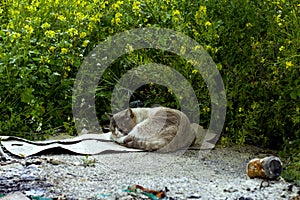 Cat sleeping on the ground photo