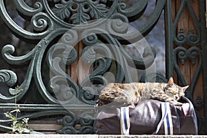 Cat sleeping on a handbag standing by the window. There are old iron guards on the window.