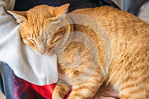 The cat is sleeping happily.