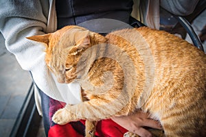 The cat is sleeping happily.