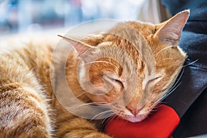 The cat is sleeping happily.