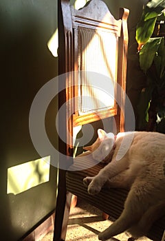 Cat sleeping at home photo