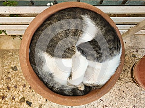 Cat sleeping inside a pot. A funny moment.