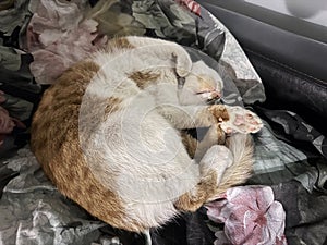 Cat sleeping on its back. Red and white cat.