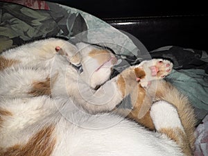 Cat sleeping on its back. Red and white cat.