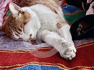 Cat sleeping on its side. Ginger and white cat.