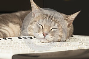 Cat sleeping on keyboard photo