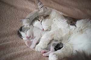 Cat sleeping with kitten and hugs him