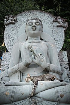 Cat sleeping on lap Buddha statues.