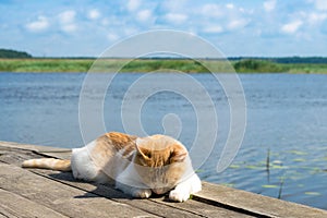 The cat is sleeping lying on the pier in sunny weather on the lake