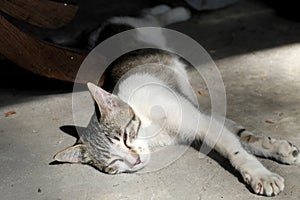 Cat sleeping in the morning sun