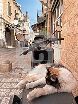 Cat sleeping on a motobike in the old city of Jerusalem